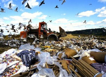 Birds scavenging for food amidst the debris at the Danbury Landfill. 1991.